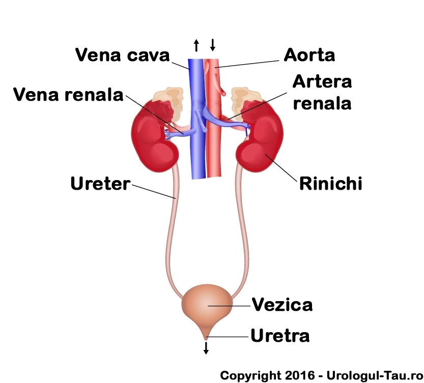 sistem-renal-urologul-tau