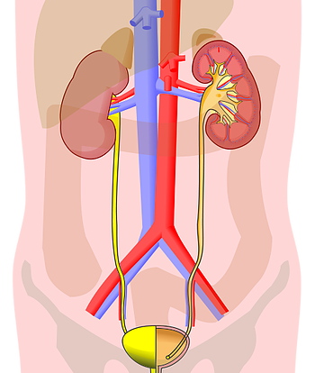 urologie